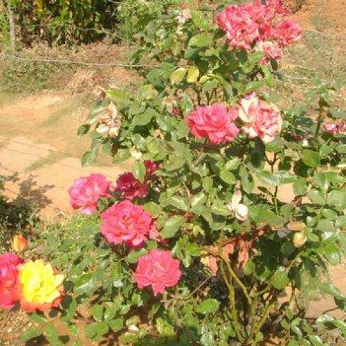 Roses plant